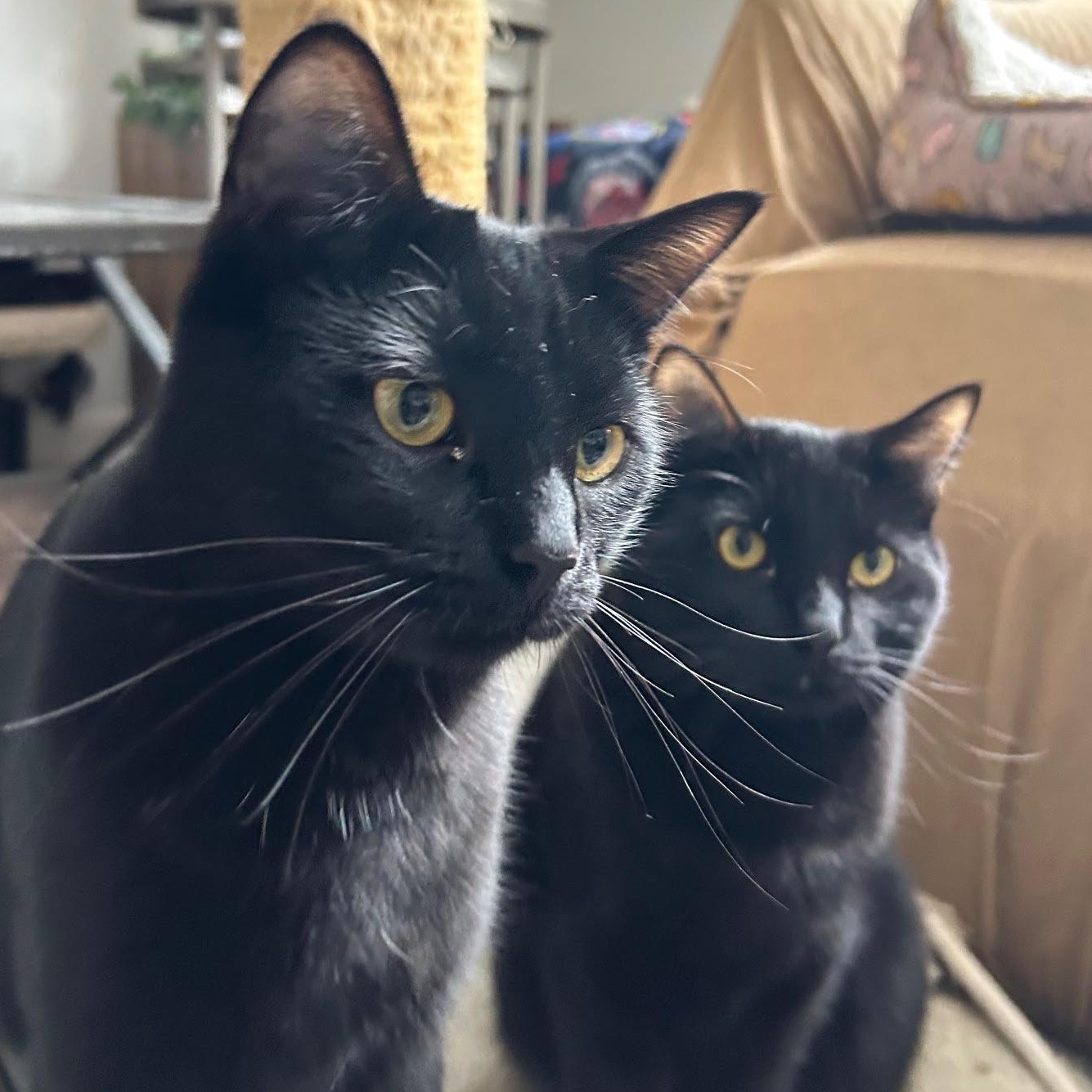 Murphy & Charlie (Bonded Pair), Adoptable, Young Male Domestic Short Hair.