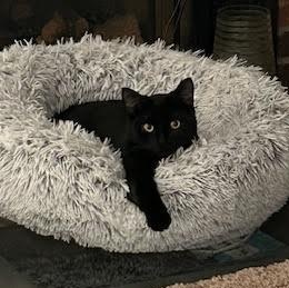 Enlarge Murphy & Charlie (Bonded Pair), a Adoptable Domestic Short Hair in Plymouth, MN image 6/6