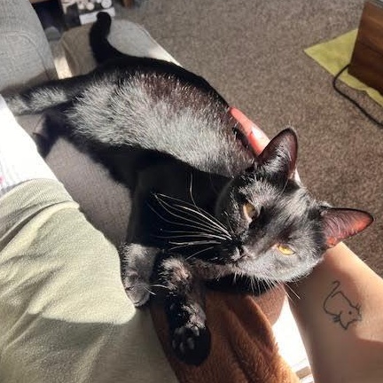 Enlarge Murphy & Charlie (Bonded Pair), a Adoptable Domestic Short Hair in Plymouth, MN image 4/6