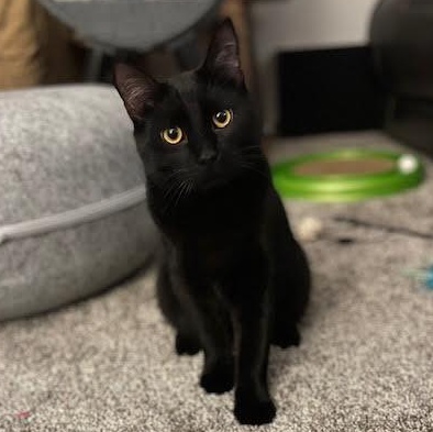 Enlarge Murphy & Charlie (Bonded Pair), a Adoptable Domestic Short Hair in Plymouth, MN image 5/6