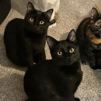 Enlarge Murphy & Charlie (Bonded Pair), a Adoptable Domestic Short Hair in Plymouth, MN image 2/6