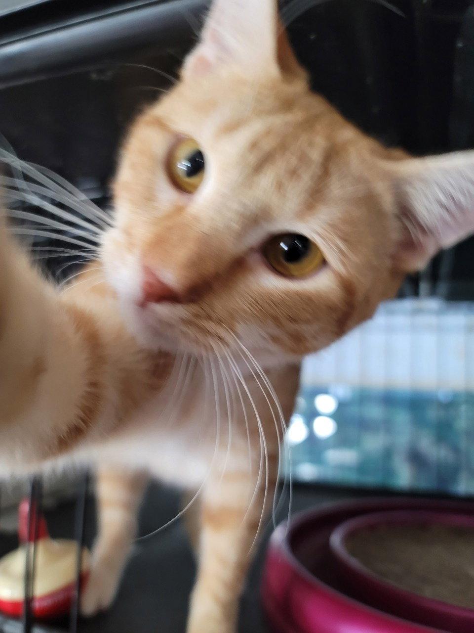 Ernie 3449, a Adoptable Domestic Short Hair in Locust Grove, VA image 1/2