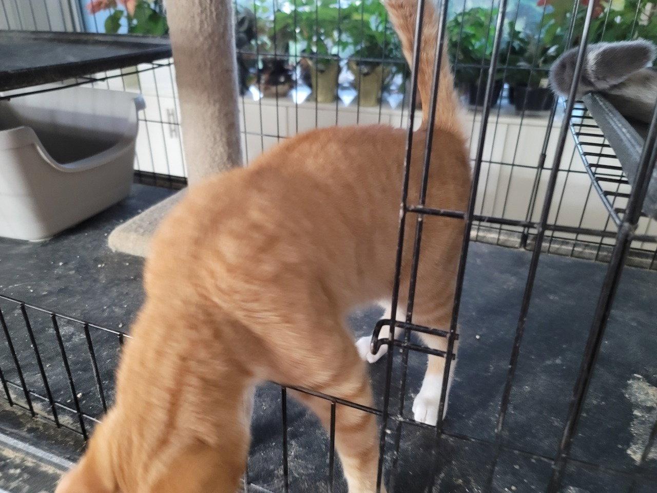 Ernie 3449, a Adoptable Domestic Short Hair in Locust Grove, VA image 2/2