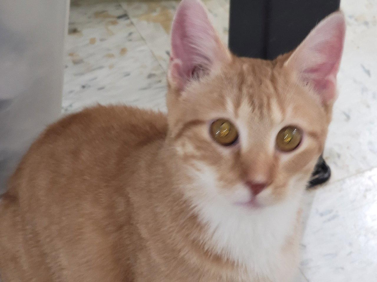 Ernie 3449, Adoptable, Young Male Domestic Short Hair.