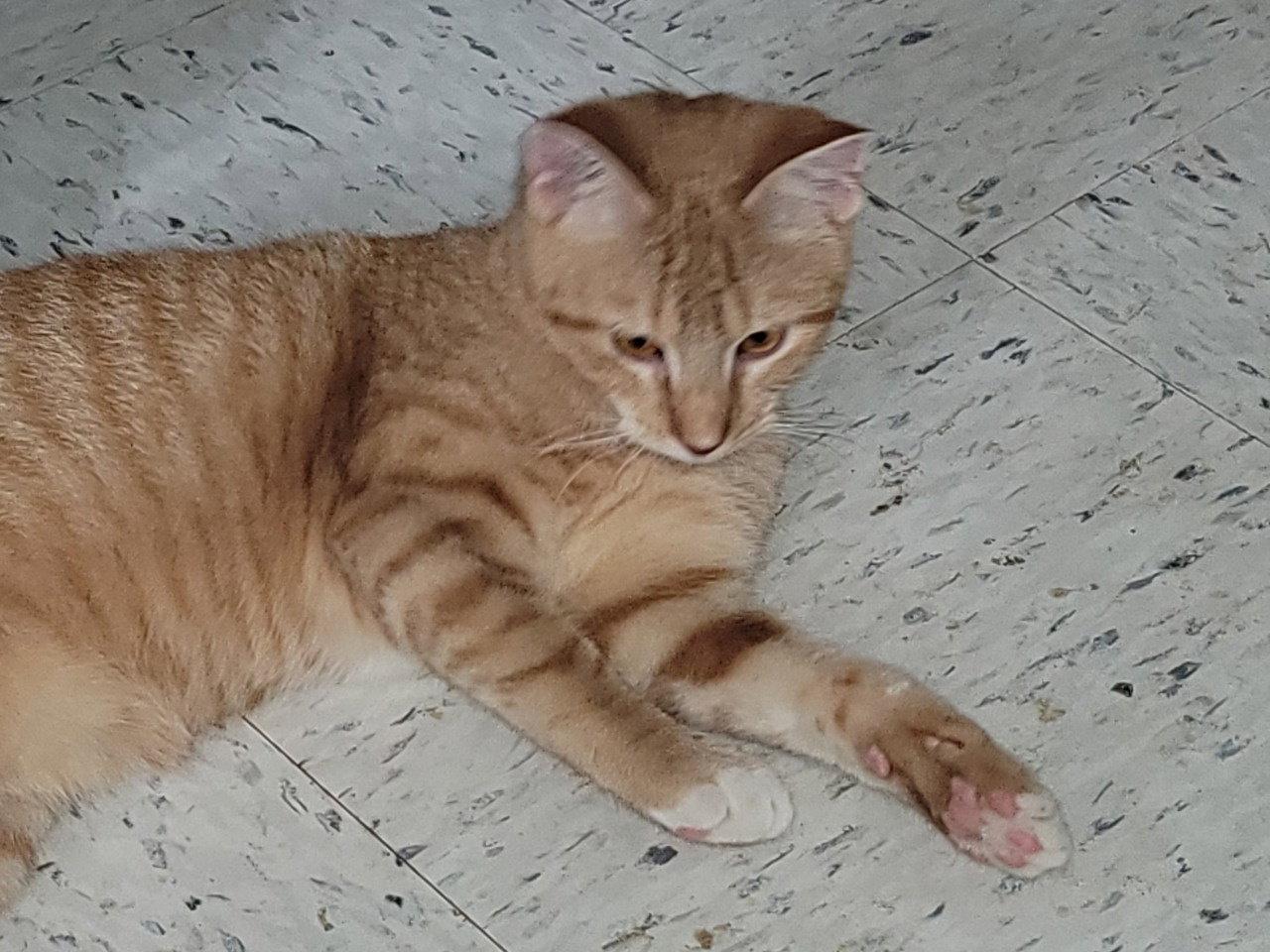 Enlarge Ernie 3449, a Adoptable Domestic Short Hair in Locust Grove, VA image 3/3