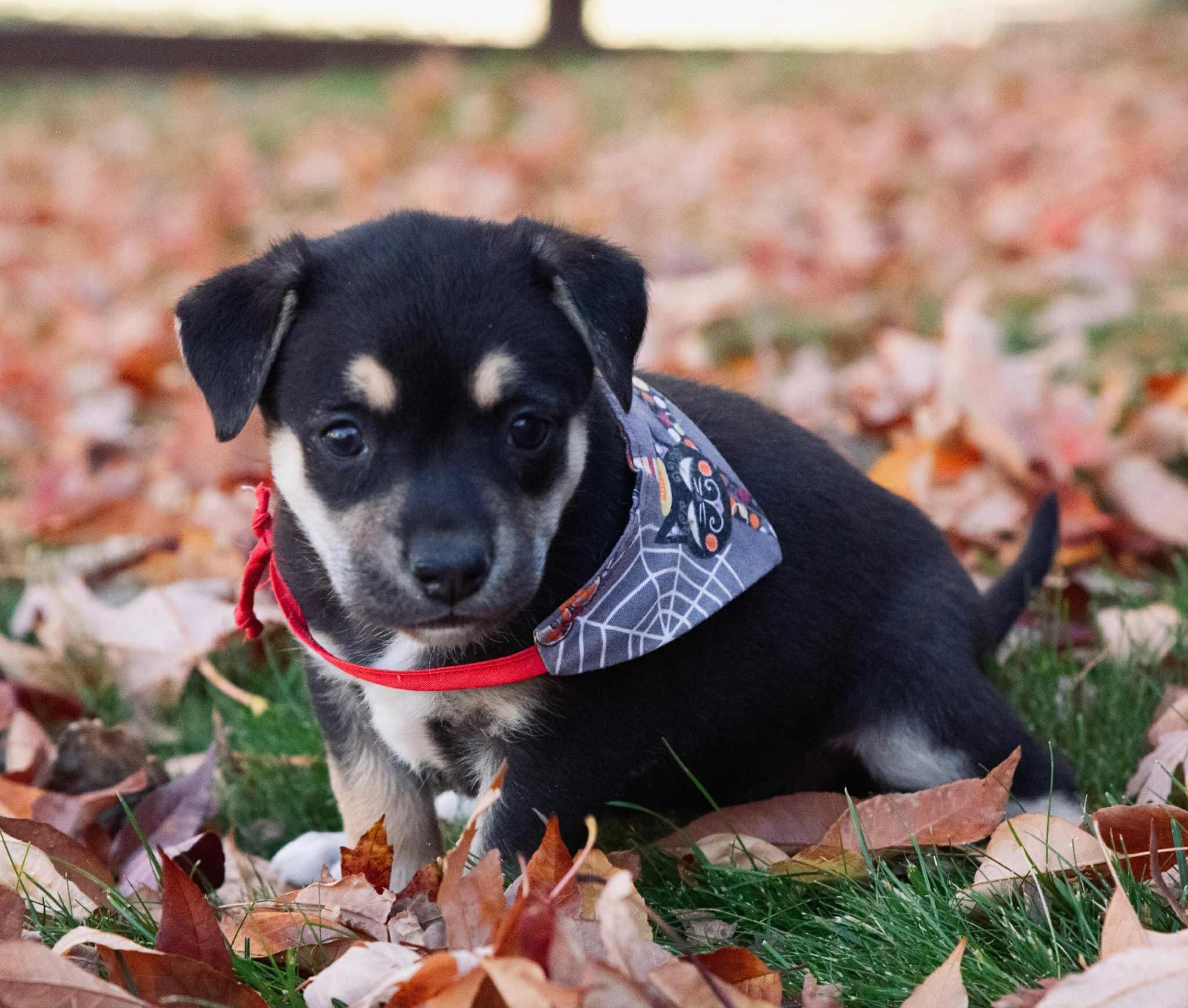 Enlarge Naomi, a Adoptable mixed breed in Parker, CO image 1/1