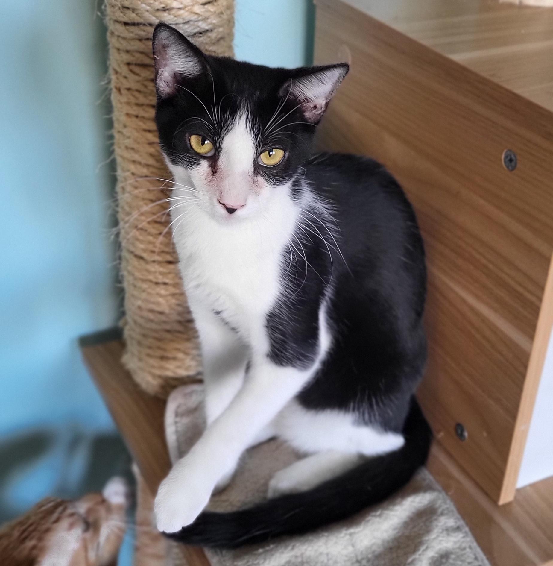 Enlarge Oscar, a Adoptable Domestic Short Hair in Aiea, HI image 1/1