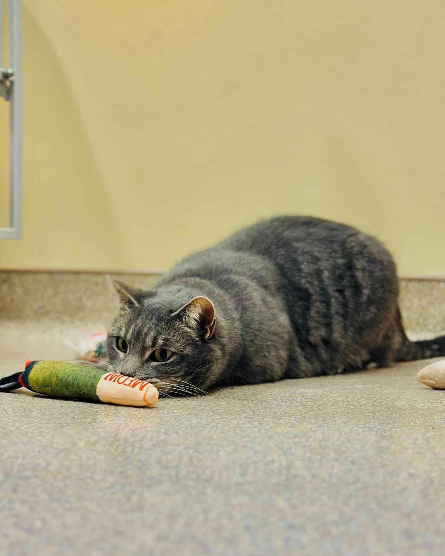 Pickles, ADOPTABLE, Adult Female Domestic Short Hair.