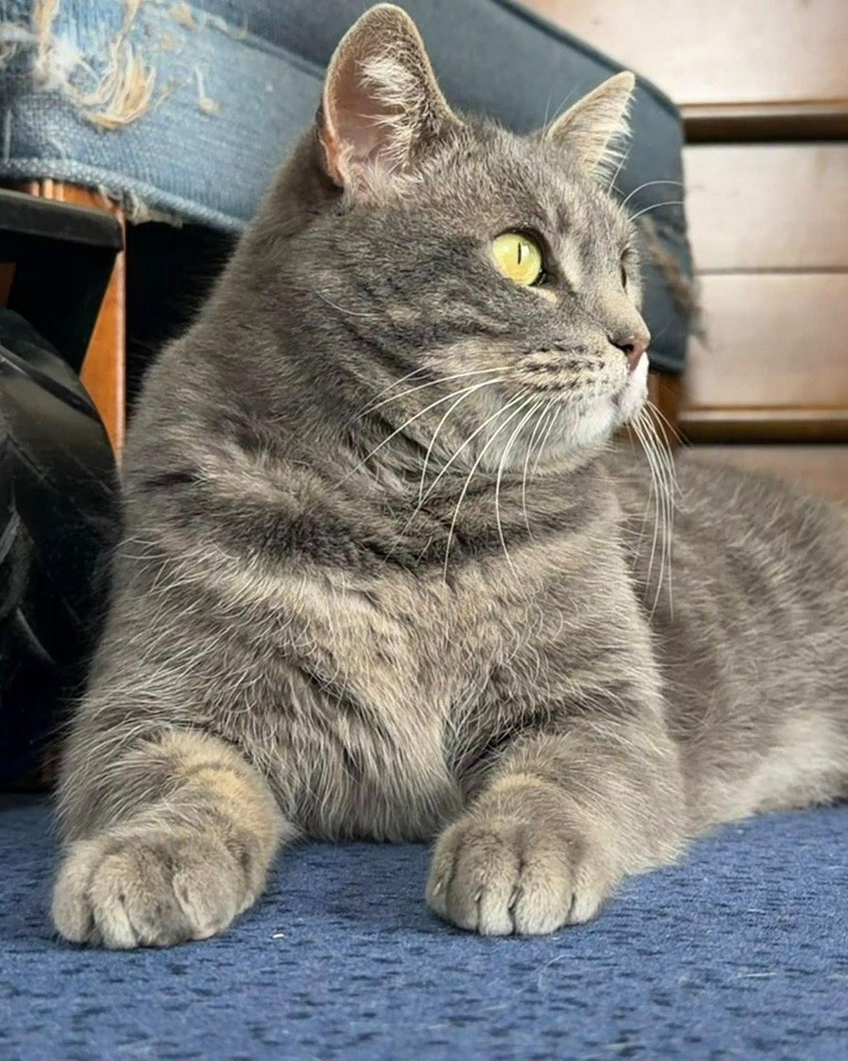 Enlarge Pickles, a ADOPTABLE mixed breed in Fremont, MI image 5/5