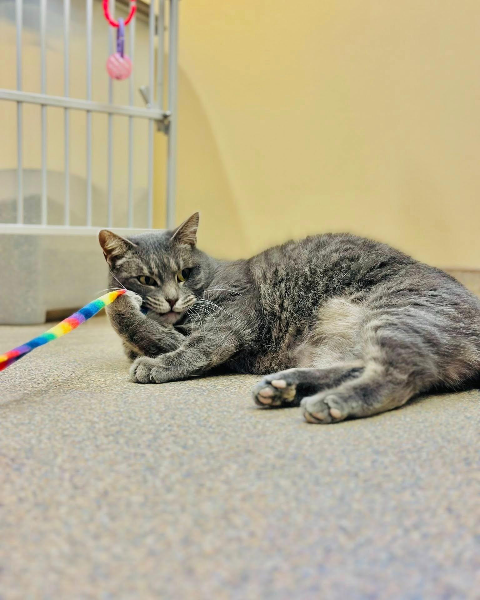 Enlarge Pickles, a ADOPTABLE mixed breed in Fremont, MI image 2/3