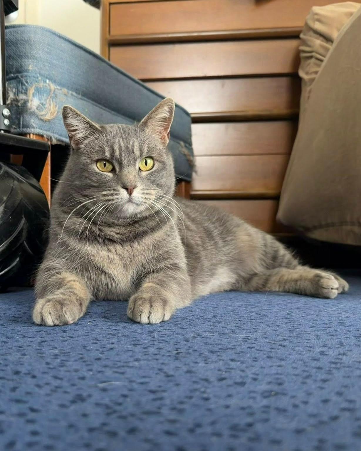 Enlarge Pickles, a ADOPTABLE mixed breed in Fremont, MI image 1/5