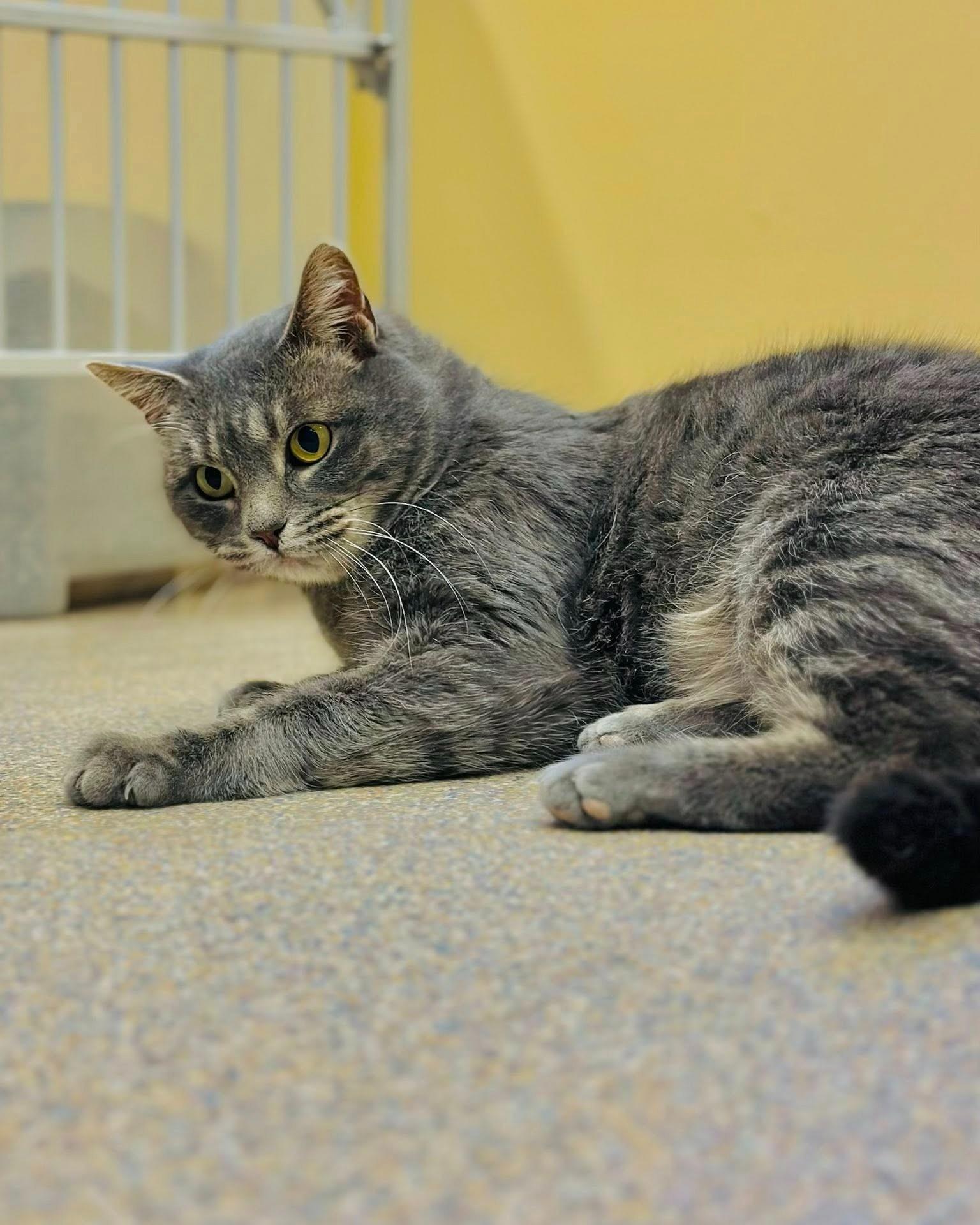 Enlarge Pickles, a ADOPTABLE mixed breed in Fremont, MI image 3/3