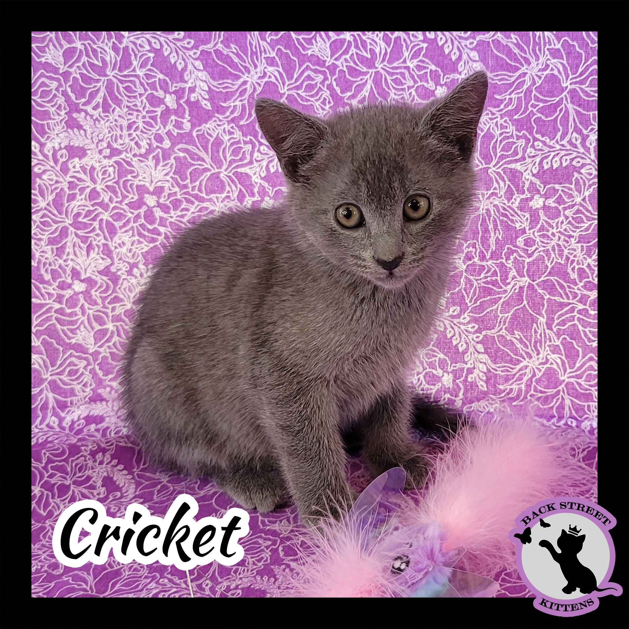 Enlarge Cricket, a Adoptable mixed breed in Dacula, GA image 1/10