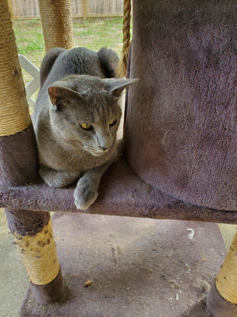 Enlarge Cricket, a Adoptable mixed breed in Dacula, GA image 2/10