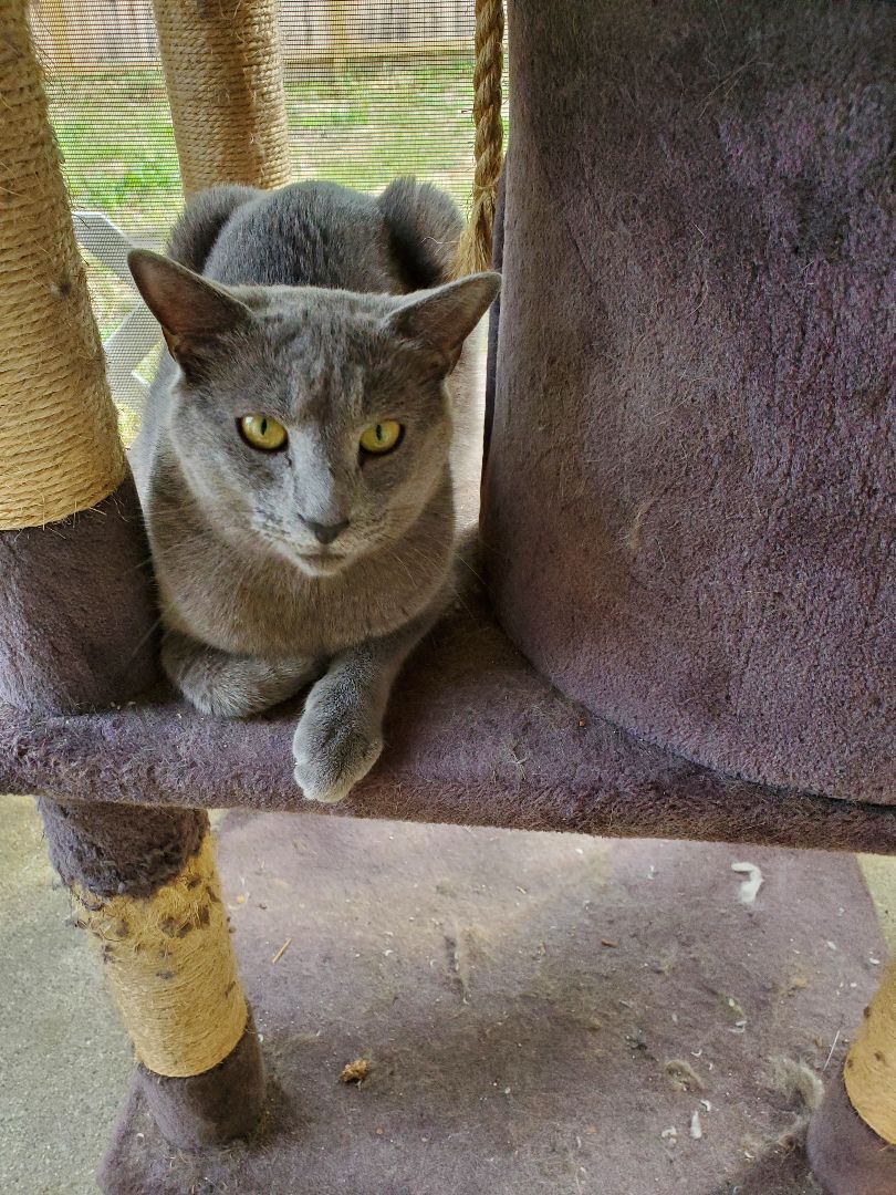 Enlarge Cricket, a Adoptable mixed breed in Dacula, GA image 3/10