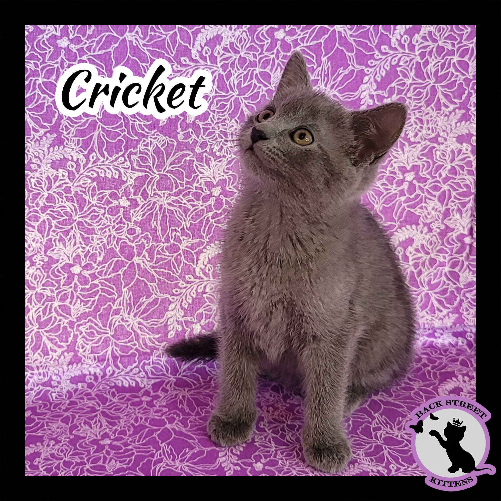 Enlarge Cricket, a Adoptable mixed breed in Dacula, GA image 4/10