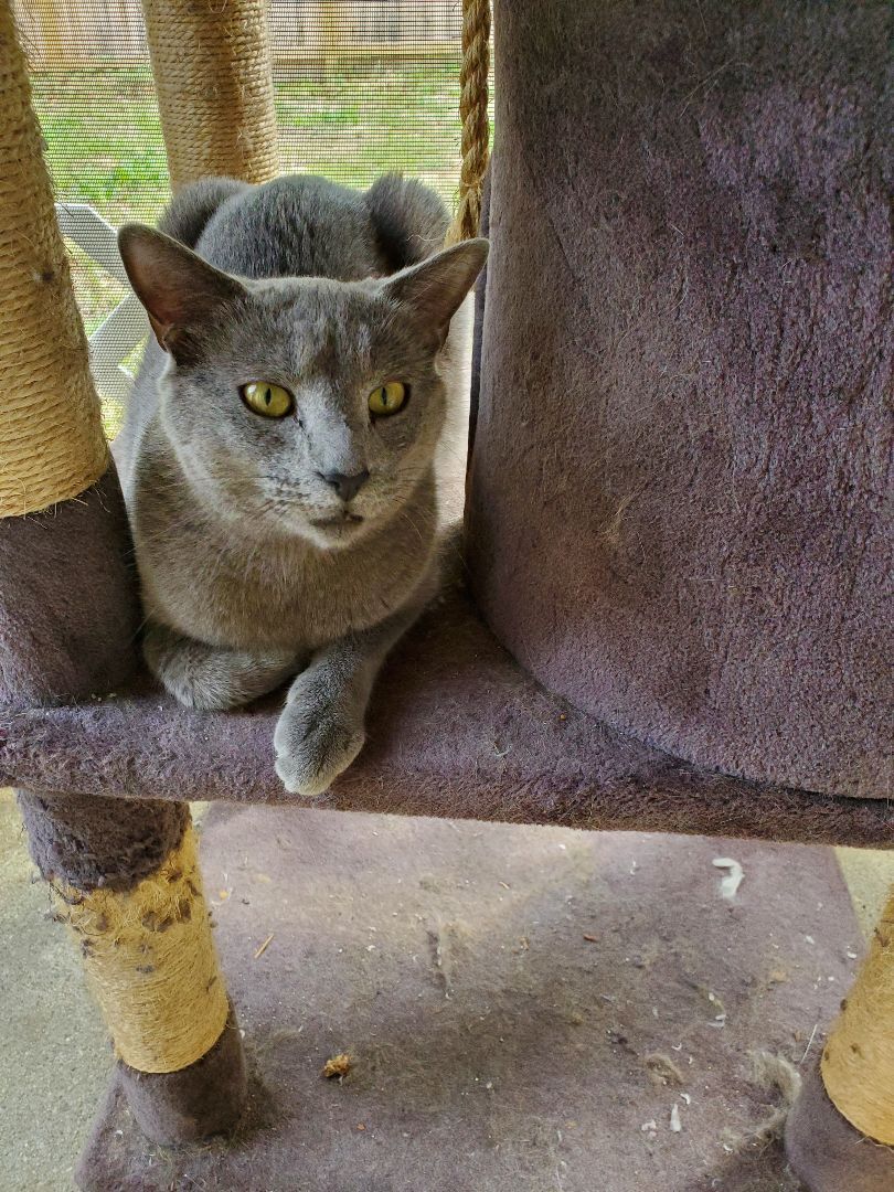 Enlarge Cricket, a Adoptable mixed breed in Dacula, GA image 5/10