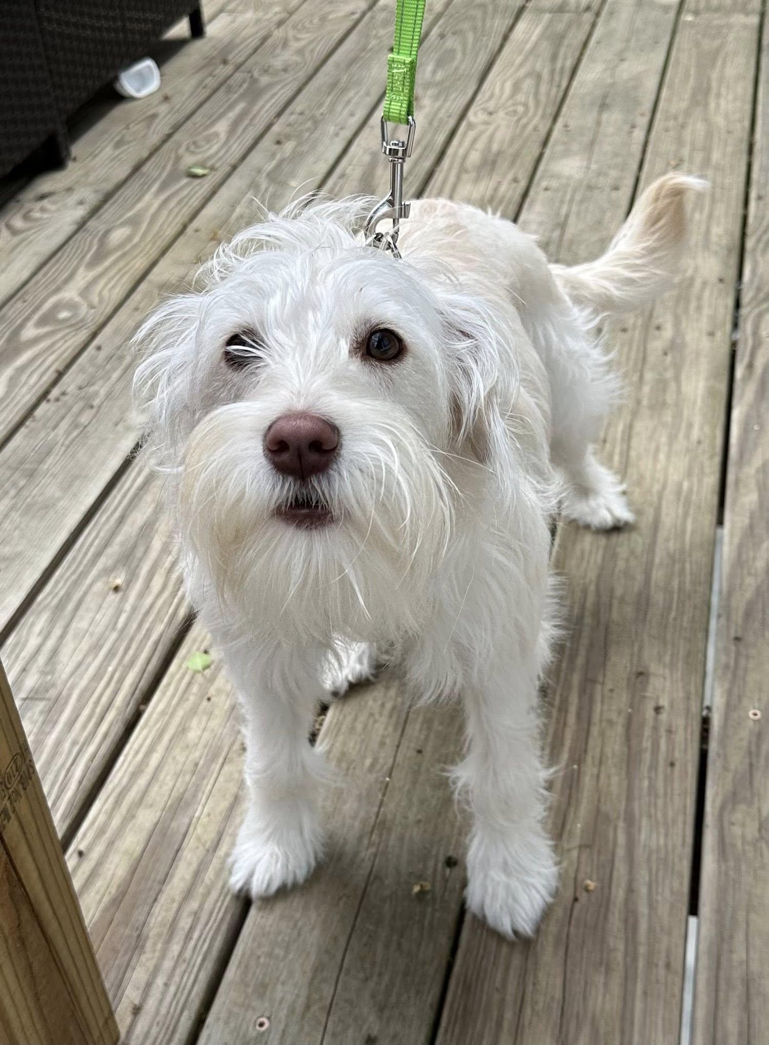 Courtesy Posting Chloe, a ADOPTABLE mixed breed in Middletown, NJ image 2/4