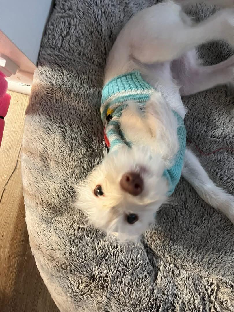 Courtesy Posting Chloe, a ADOPTABLE mixed breed in Middletown, NJ image 3/4