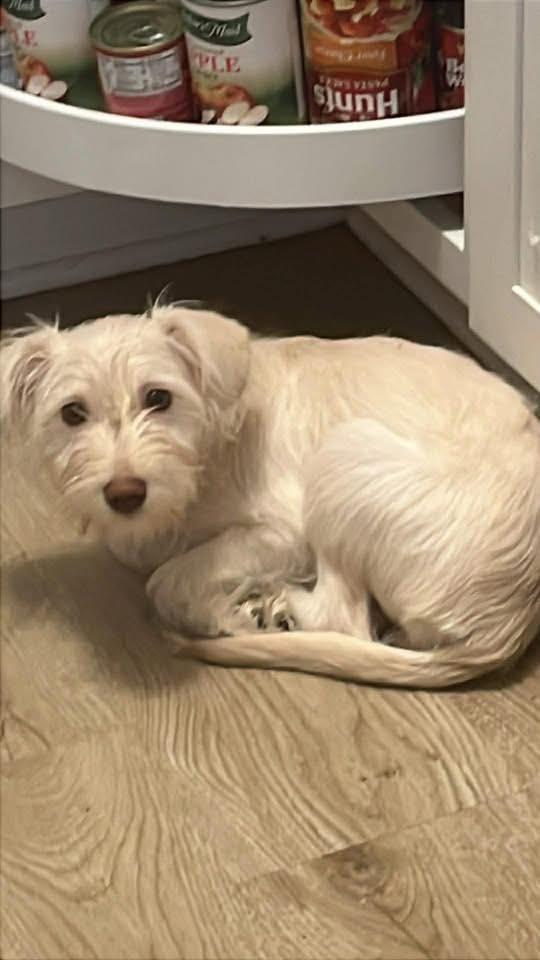 Courtesy Posting Chloe, a ADOPTABLE mixed breed in Middletown, NJ image 1/4