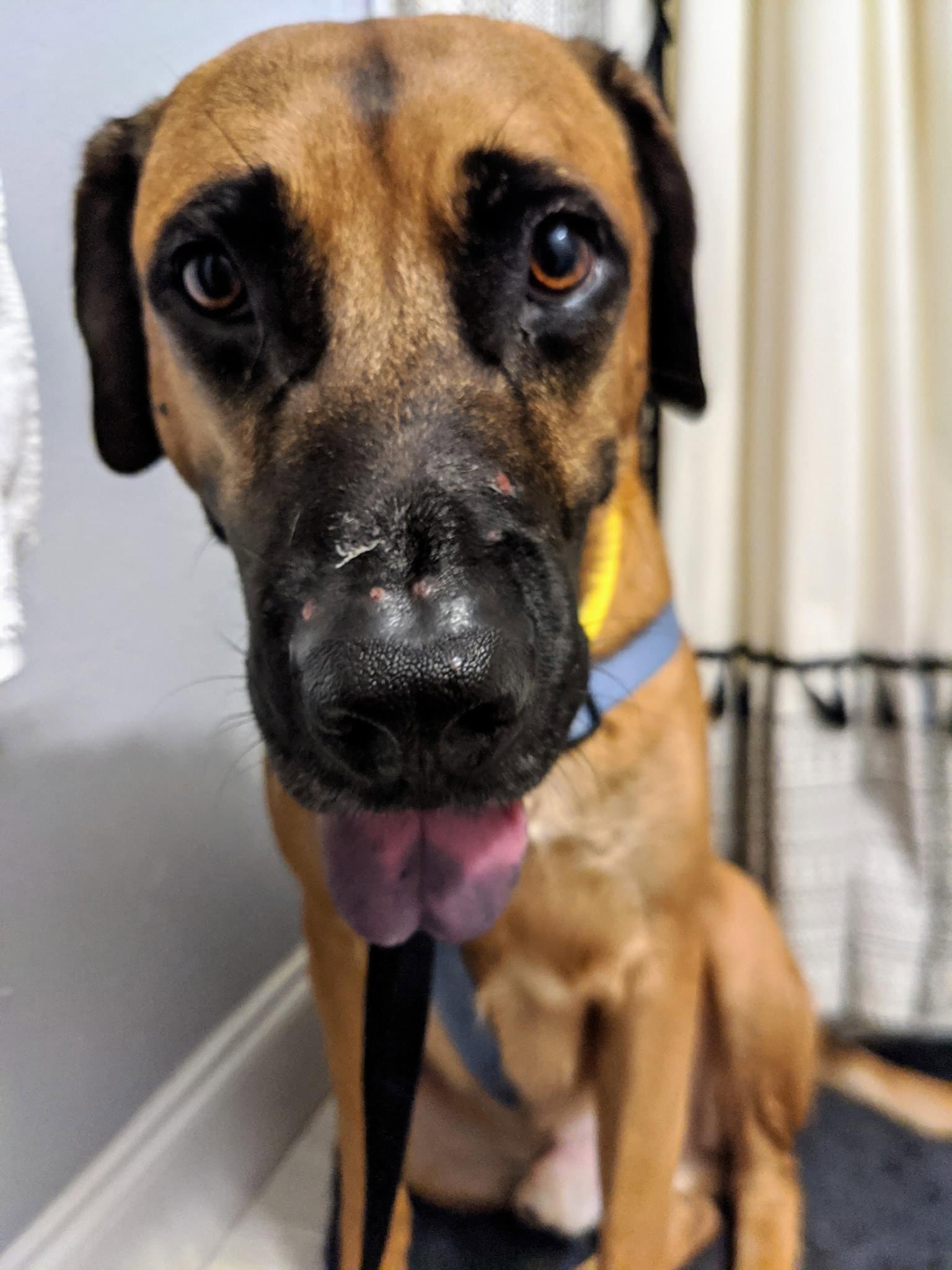 Chip, Adoptable, Adult Male Mastiff & German Shepherd Dog.