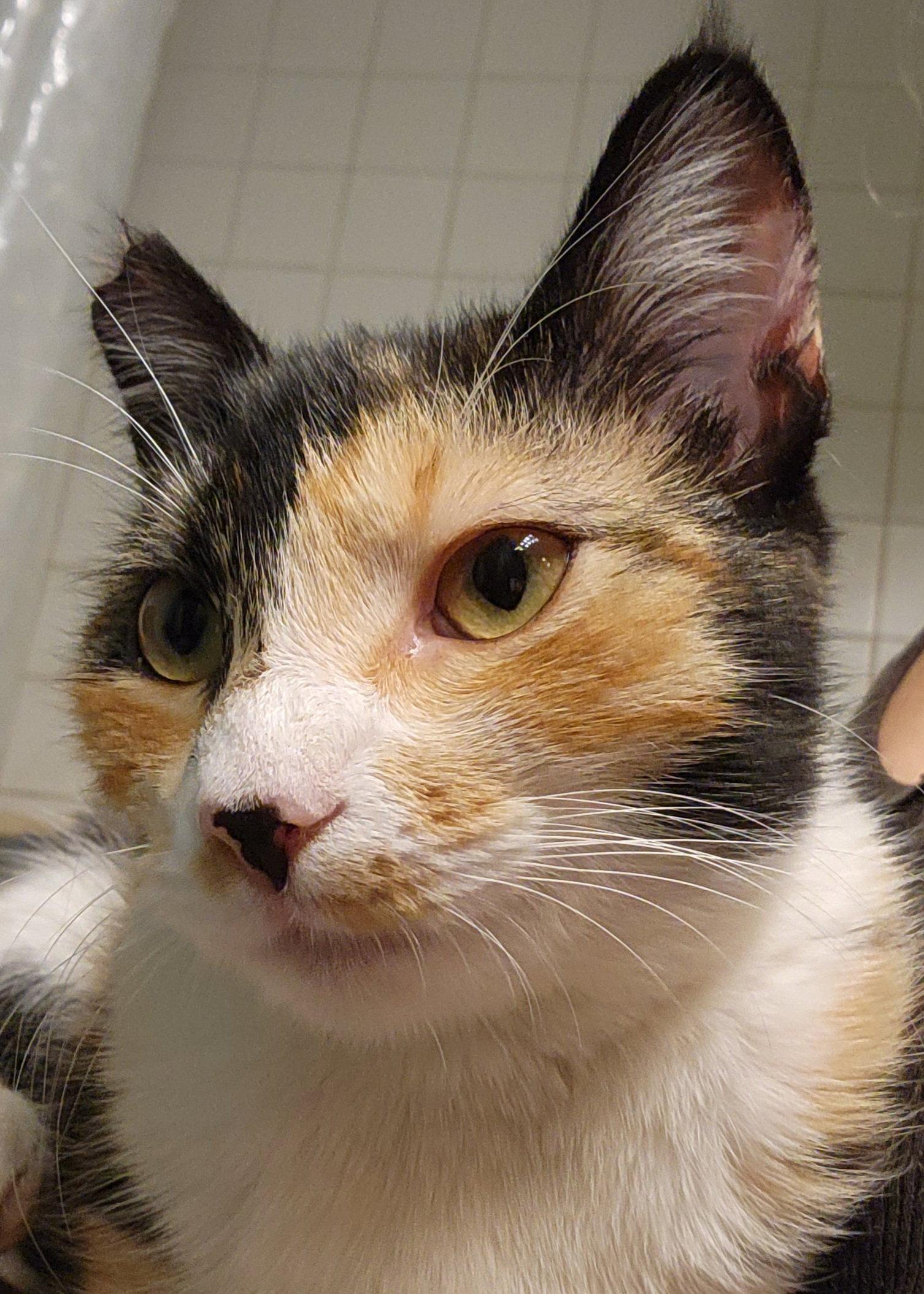 Jovi, Adopted, Kitten Female Domestic Short Hair.