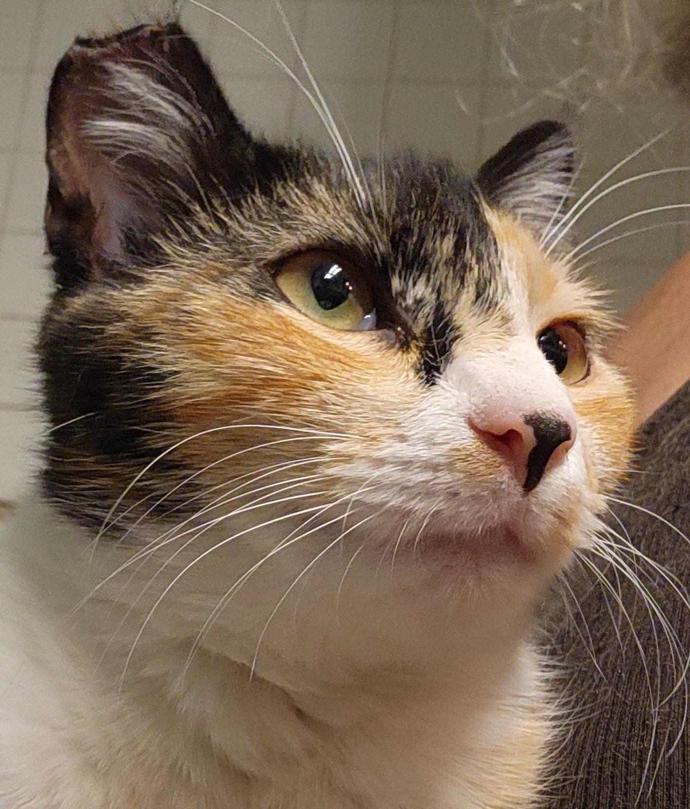 Jovi, a Adopted Domestic Short Hair in Longwood, FL image 2/3