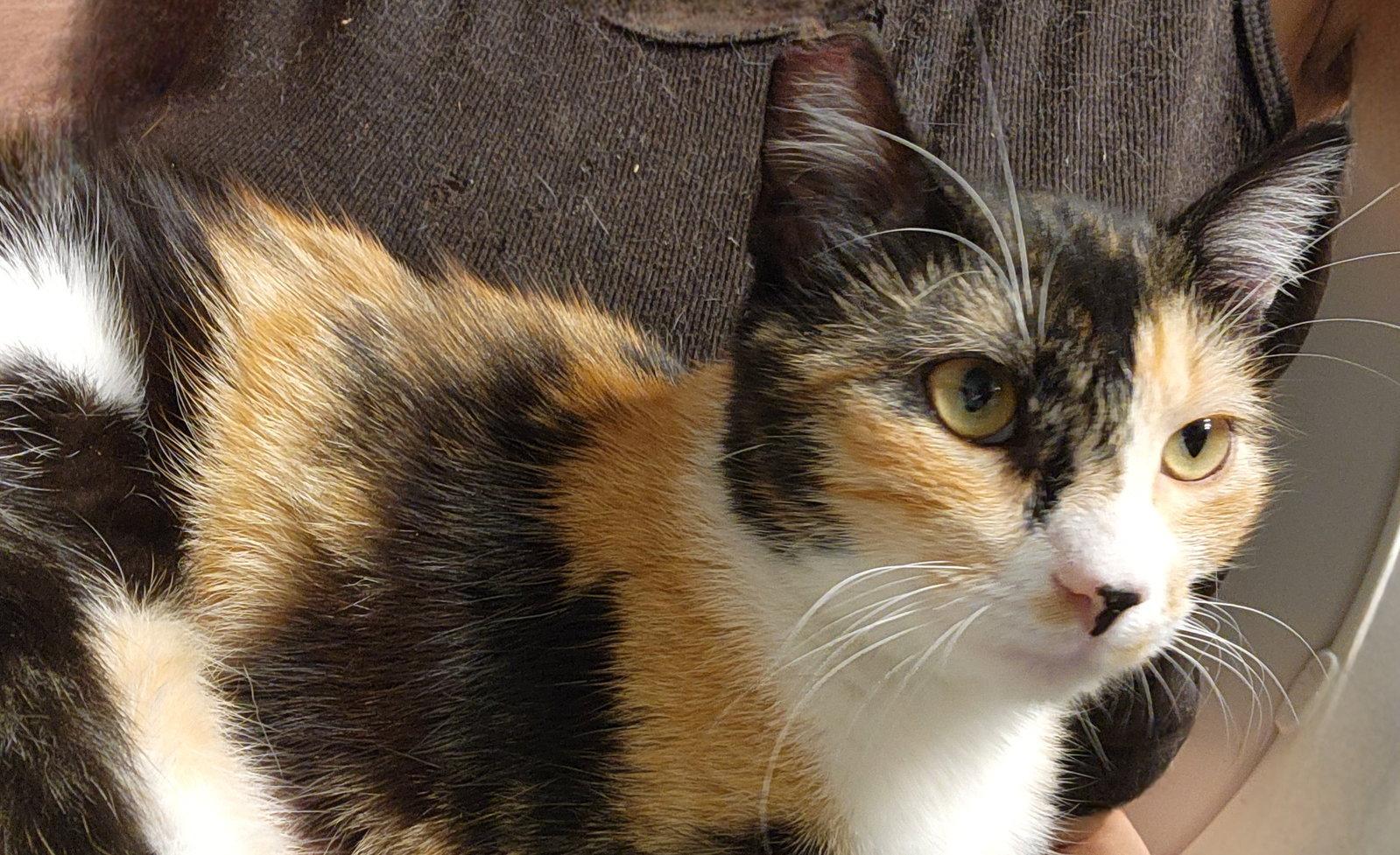 Jovi, a Adopted Domestic Short Hair in Longwood, FL image 3/3