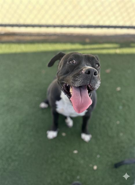 Enlarge MENNIE, a Adoptable Pit Bull Terrier in Chula Vista, CA image 1/1