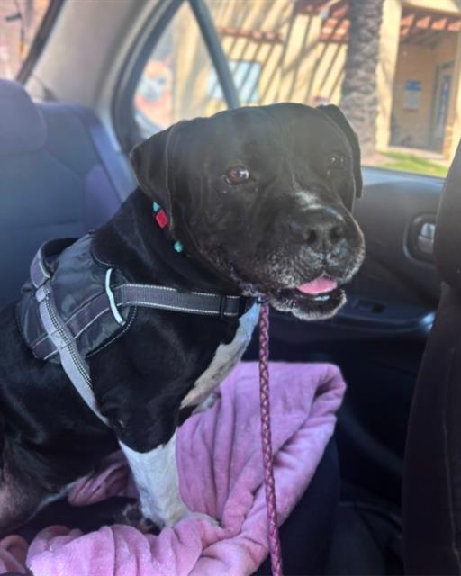 MENNIE, Adoptable, Adult Female Pit Bull Terrier.