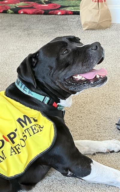 Enlarge MENNIE, a Adoptable Pit Bull Terrier in Chula Vista, CA image 1/1