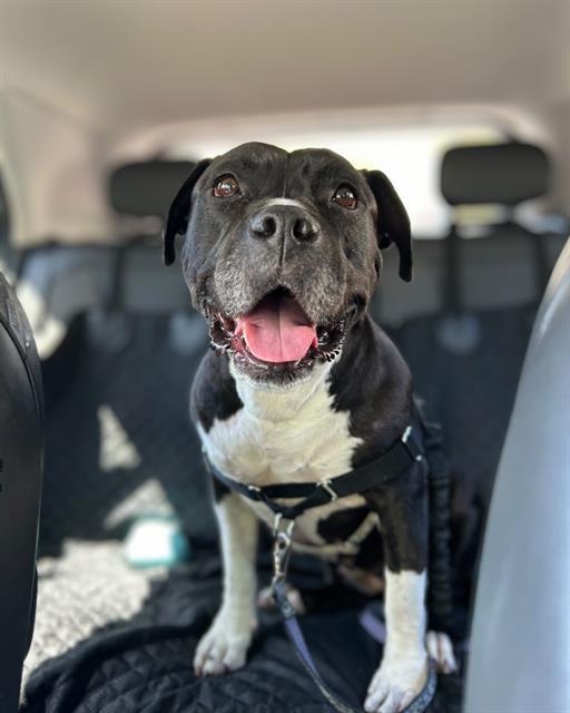 MENNIE, Adoptable, Adult Female Pit Bull Terrier.