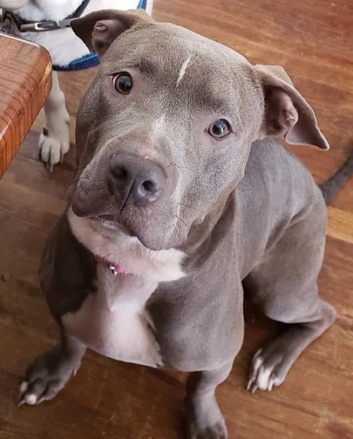 Enlarge Willow, a Adopted Pit Bull Terrier in Dolores, CO image 1/1