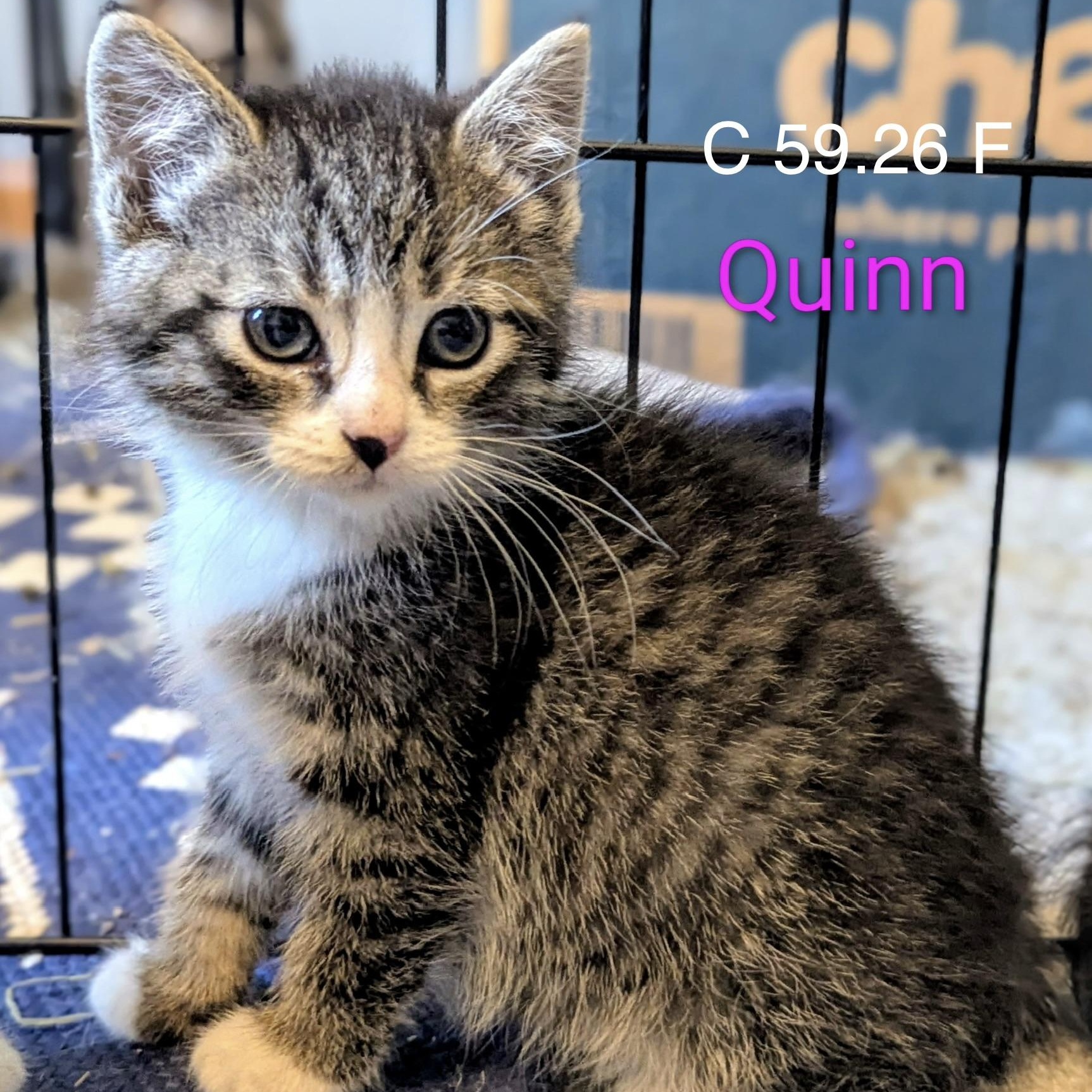 Enlarge Foster Quinn, a ADOPTABLE mixed breed in Batavia, NY image 1/1