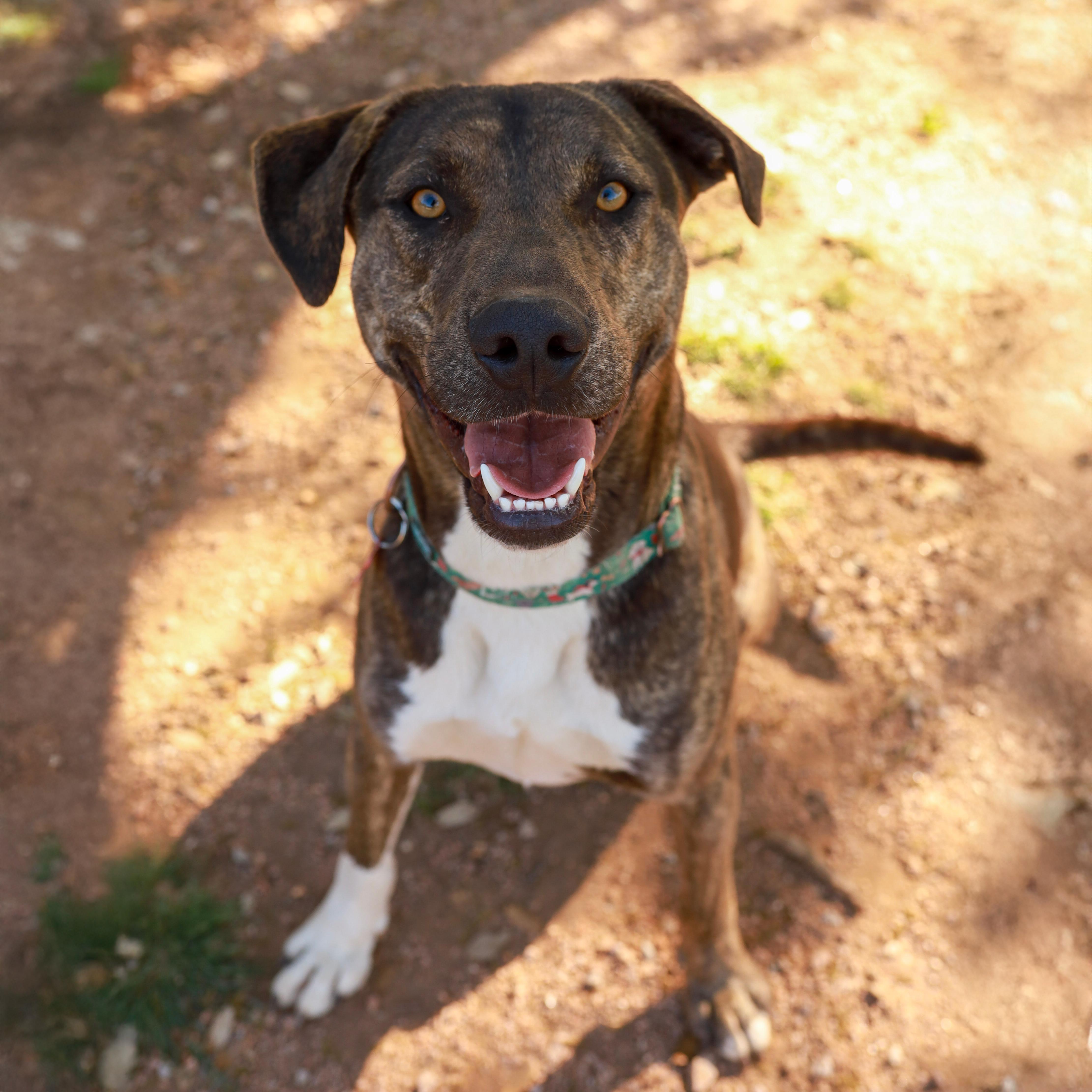 Enlarge Buddy, a Adoptable Staffordshire Bull Terrier in Marble Falls, TX image 2/2