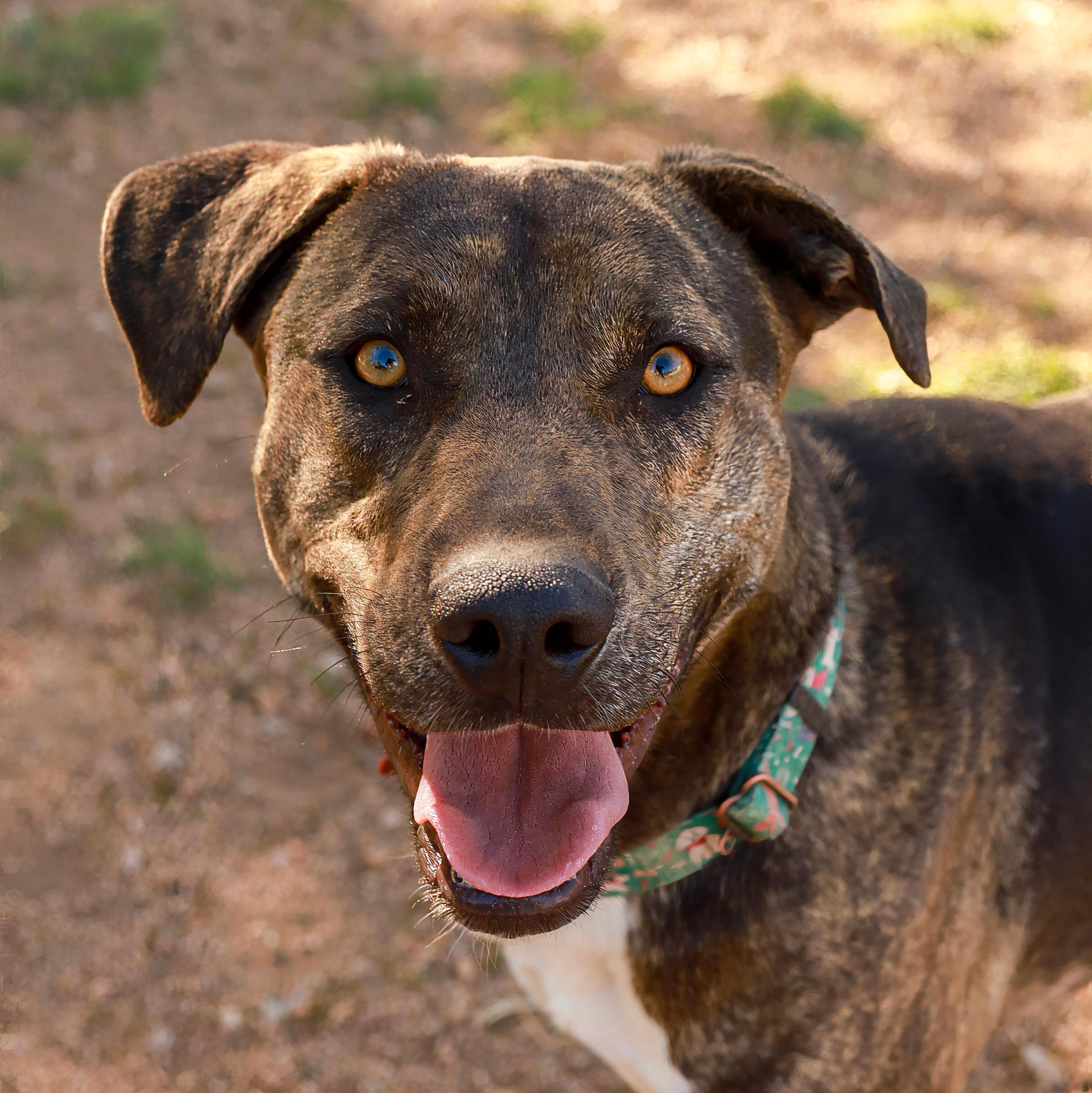 Buddy, Adoptable, Young Male Staffordshire Bull Terrier.