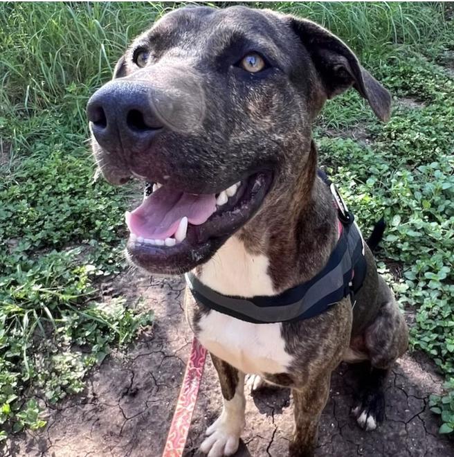 Buddy, a Adoptable mixed breed in Marble Falls, TX image 2/3
