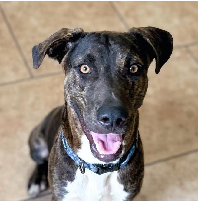 Buddy, Adoptable, Young Male Staffordshire Bull Terrier.