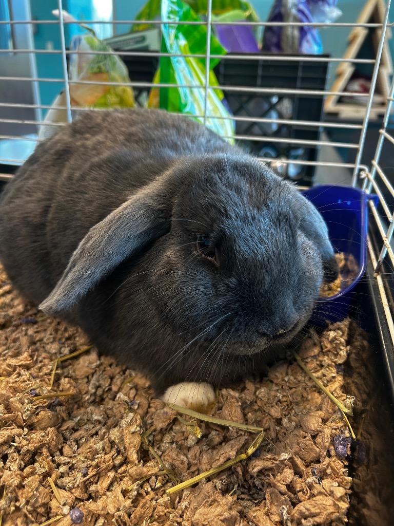 Skyla, ADOPTABLE, Young Female Holland Lop & Mini Lop.