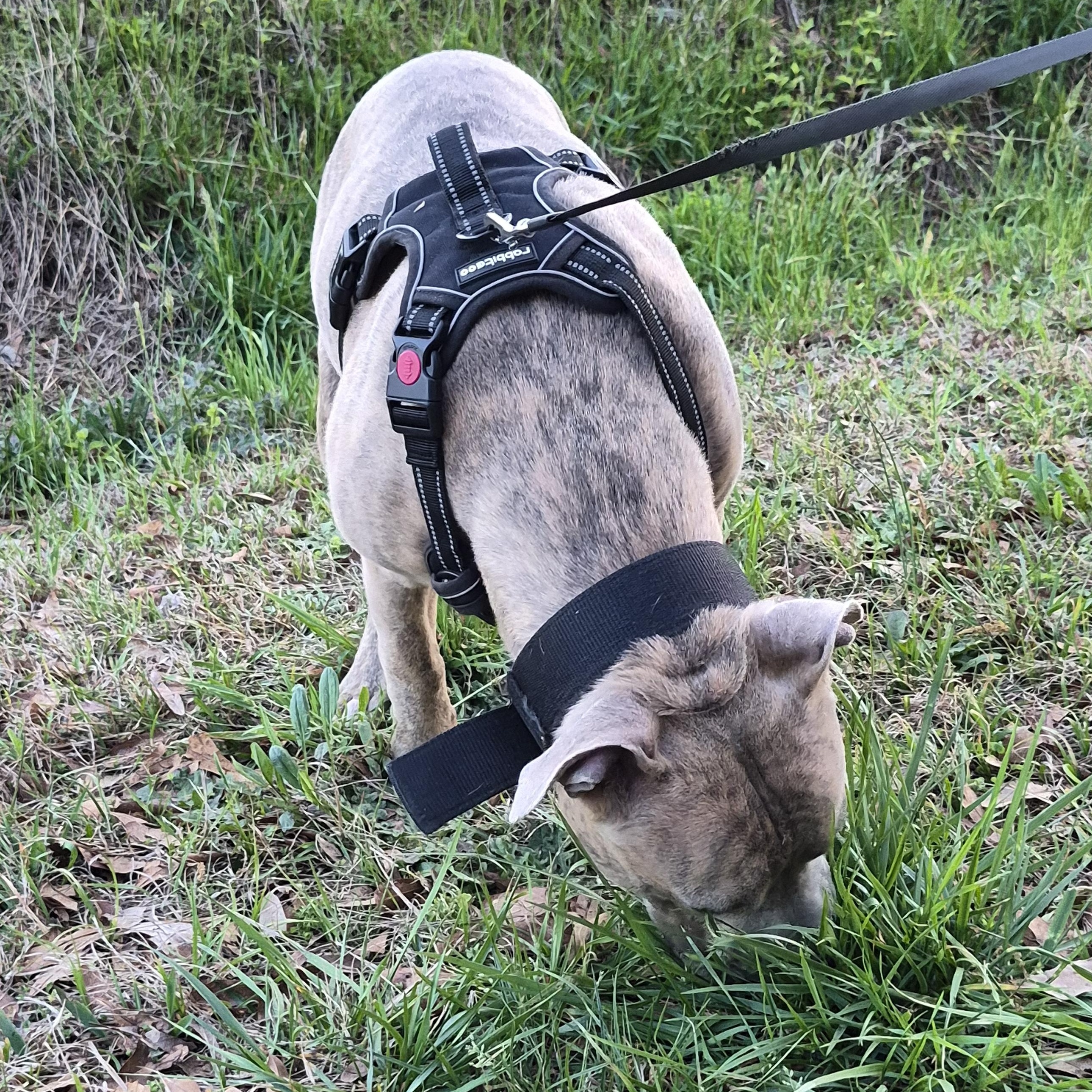 Enlarge Danno (Courtesy Post) , a ADOPTABLE mixed breed in Cedar Mountain, NC image 4/5