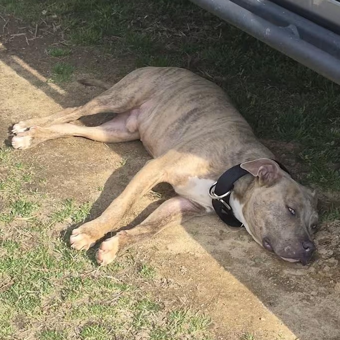 Enlarge Danno (Courtesy Post) , a ADOPTABLE mixed breed in Cedar Mountain, NC image 5/5