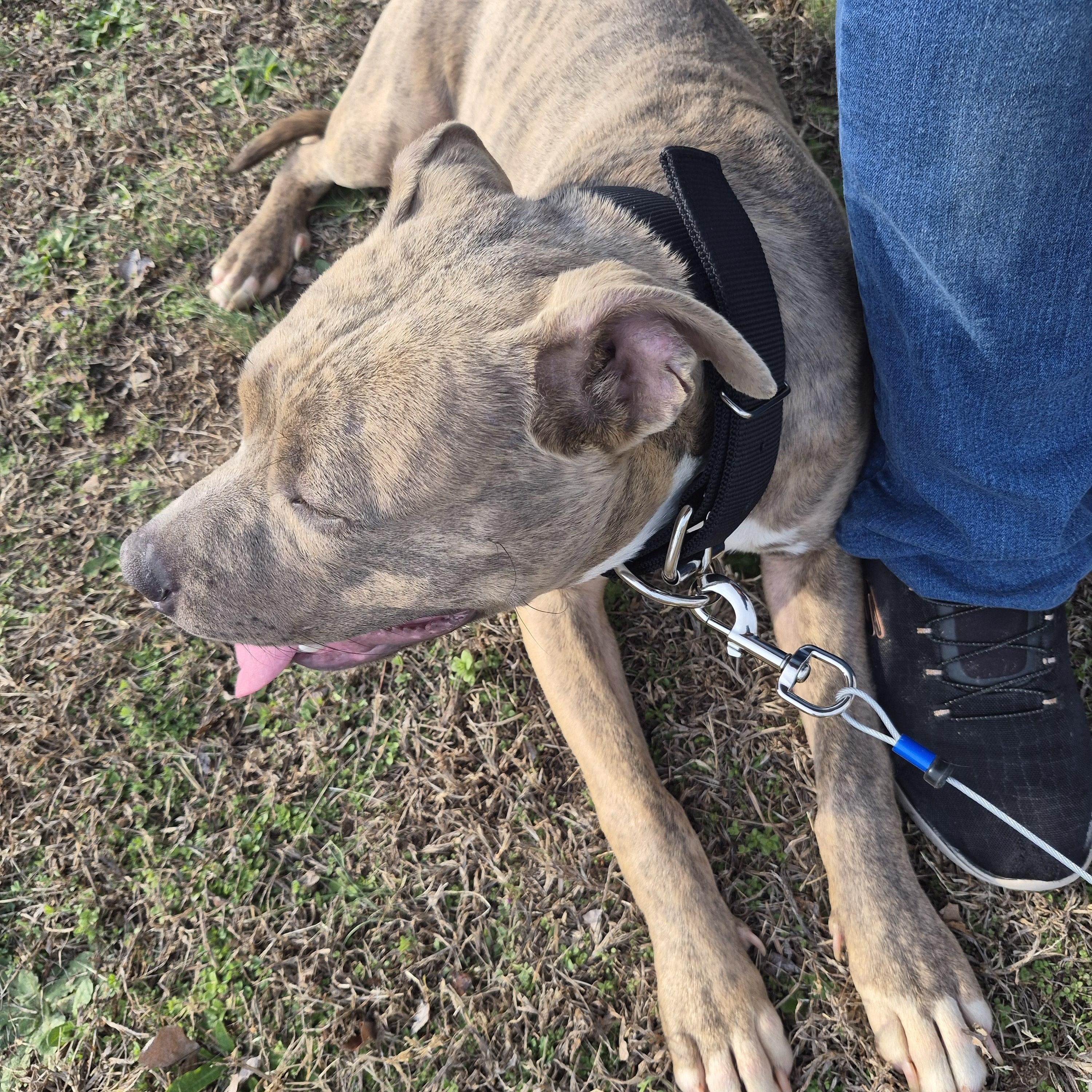 Enlarge Danno (Courtesy Post) , a ADOPTABLE mixed breed in Cedar Mountain, NC image 3/5