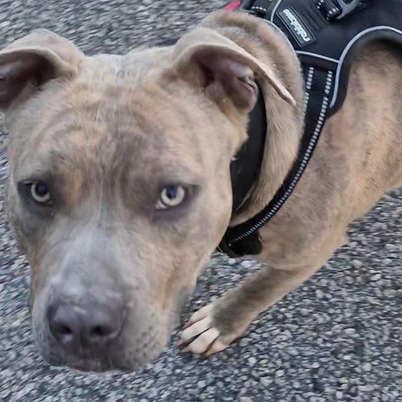 Enlarge Danno (Courtesy Post) , a ADOPTABLE mixed breed in Cedar Mountain, NC image 1/5