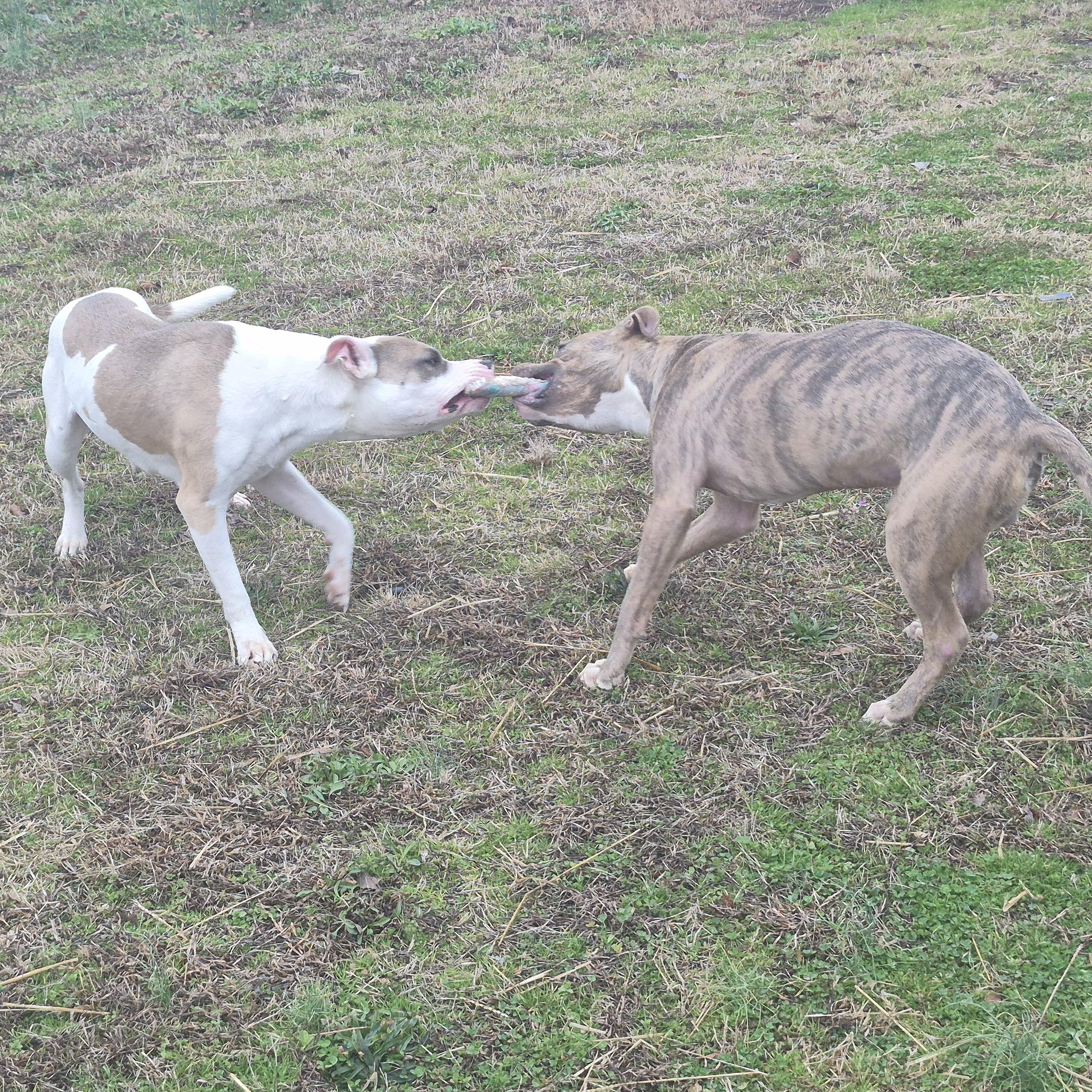 Enlarge Danno (Courtesy Post) , a ADOPTABLE mixed breed in Cedar Mountain, NC image 2/5