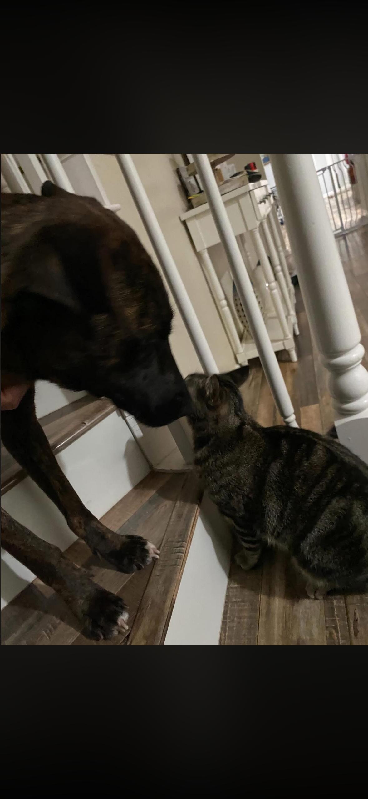 Enlarge Grace , a ADOPTABLE mixed breed in Hayward, CA image 3/6