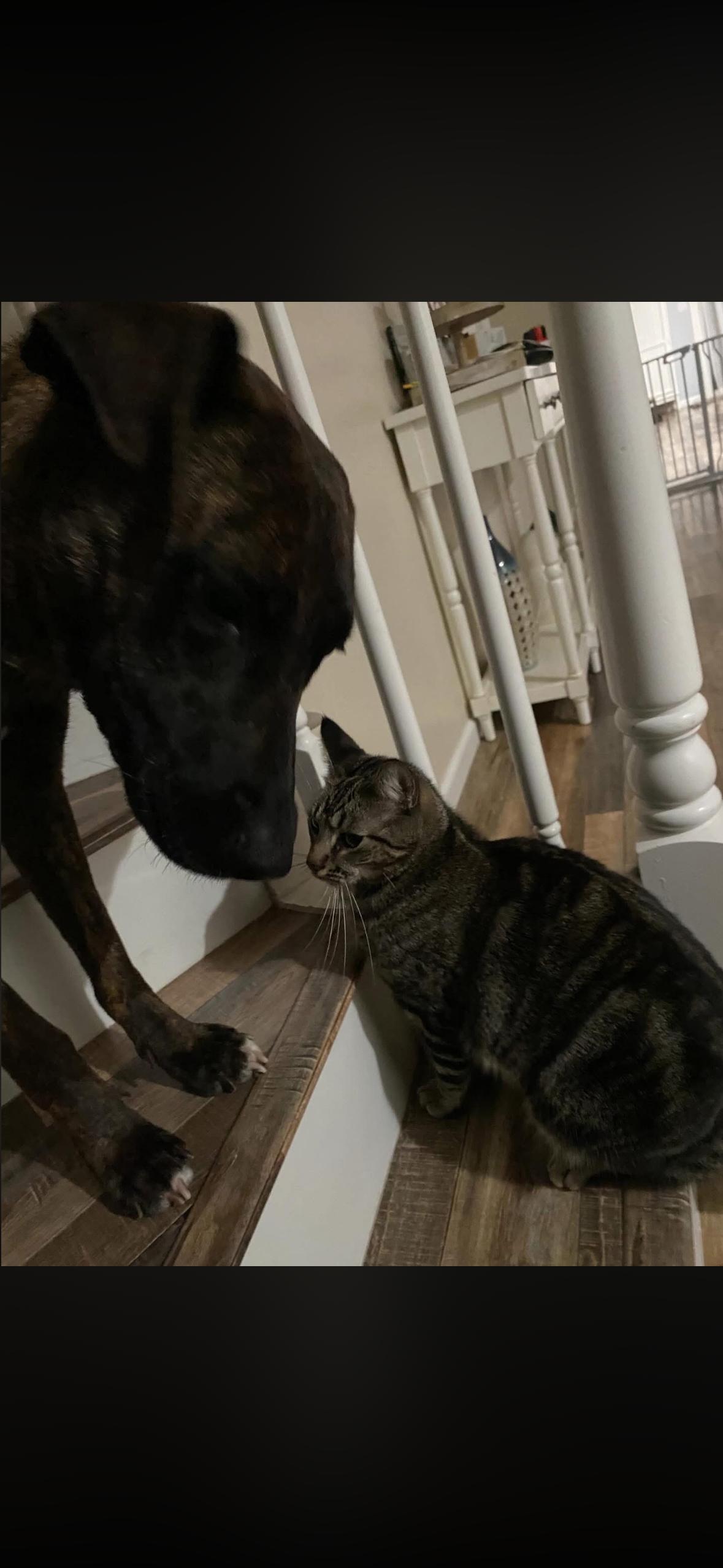 Enlarge Grace , a ADOPTABLE mixed breed in Hayward, CA image 4/6