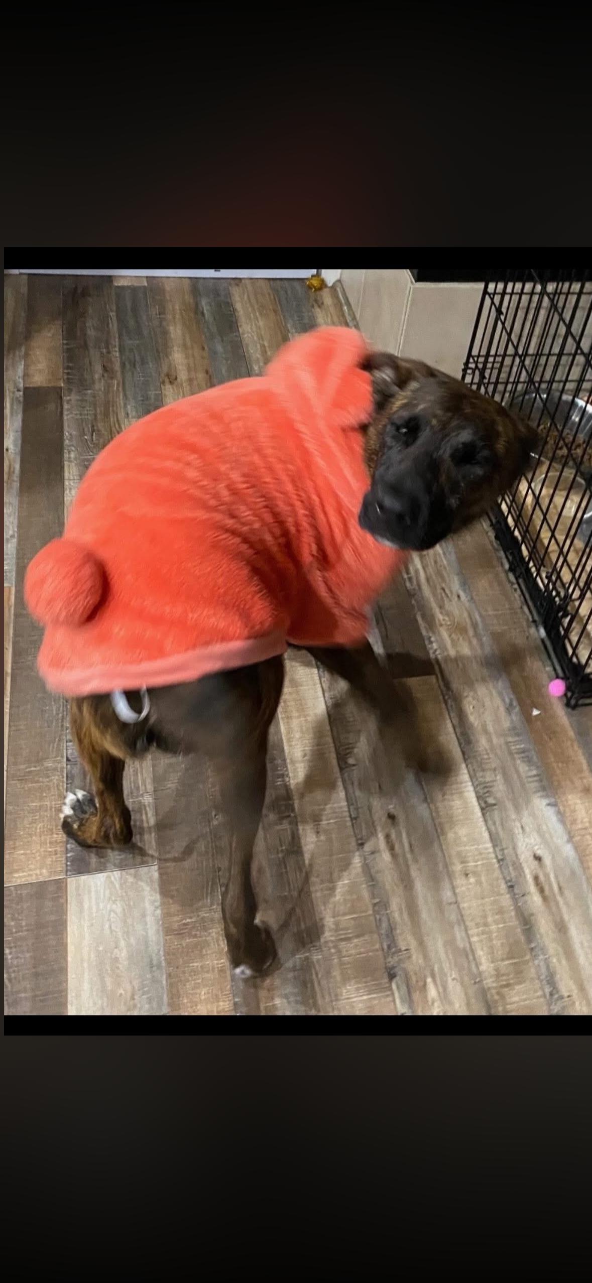 Enlarge Grace , a ADOPTABLE mixed breed in Hayward, CA image 5/6