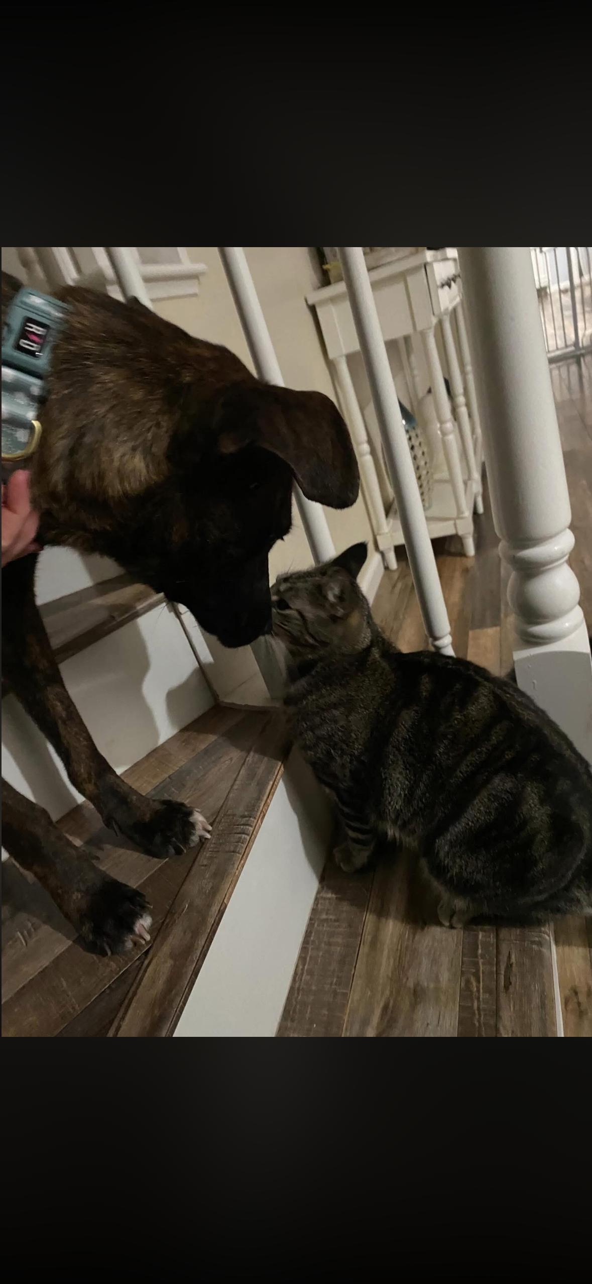 Enlarge Grace , a ADOPTABLE mixed breed in Hayward, CA image 2/6