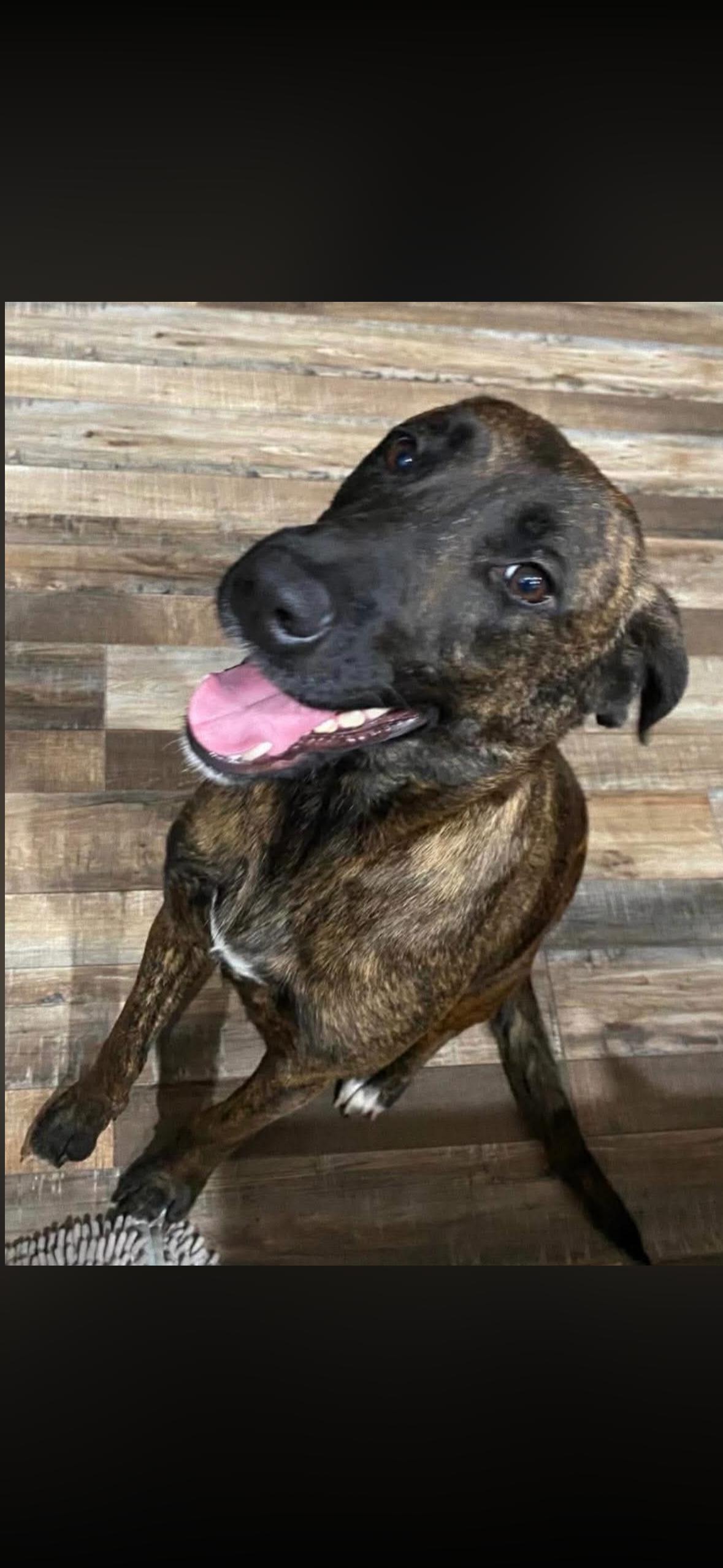 Enlarge Grace , a ADOPTABLE mixed breed in Hayward, CA image 6/6