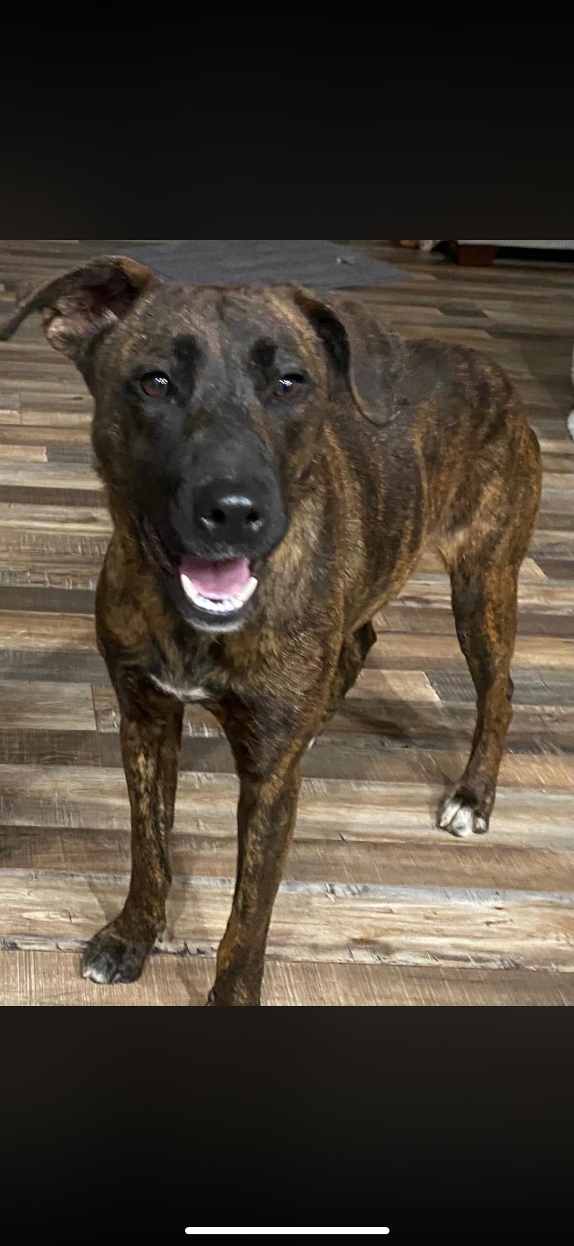 Enlarge Grace , a ADOPTABLE mixed breed in Hayward, CA image 1/6